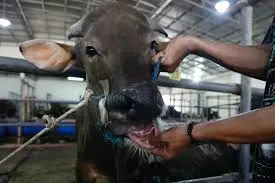 ⚠️ URGENT: Foot and Mouth Disease Alert